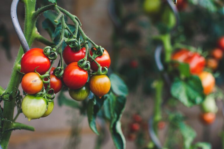 Aan deze tomatenplanten in de tuin hangt een rijke oogst.