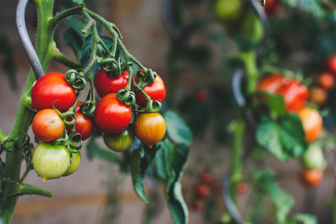 Aan deze tomatenplanten in de tuin hangt een rijke oogst.